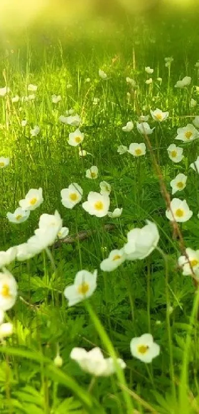 Serene meadow with white flowers and lush green grass.