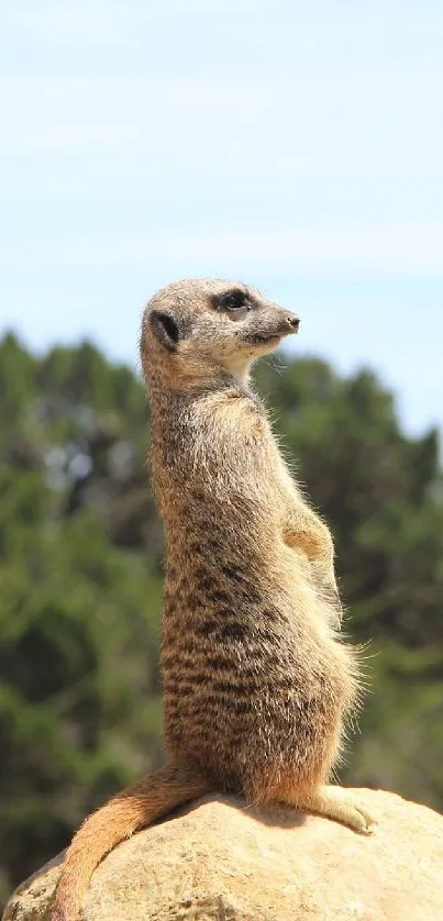 Vigilant meerkat perched on a rock against a forest backdrop.