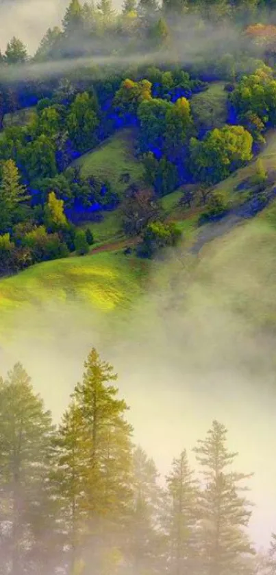 Misty green forest hills with ethereal fog.