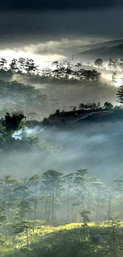 Misty forest landscape with lush greenery and fog enveloping the treetops.