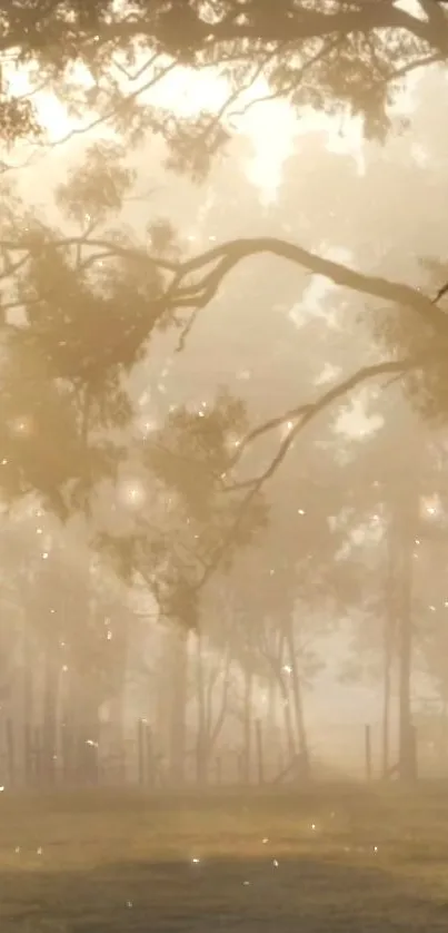 Misty forest scene with golden dawn light.