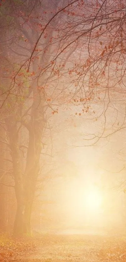 Misty autumn forest path with warm golden light filtering through trees.