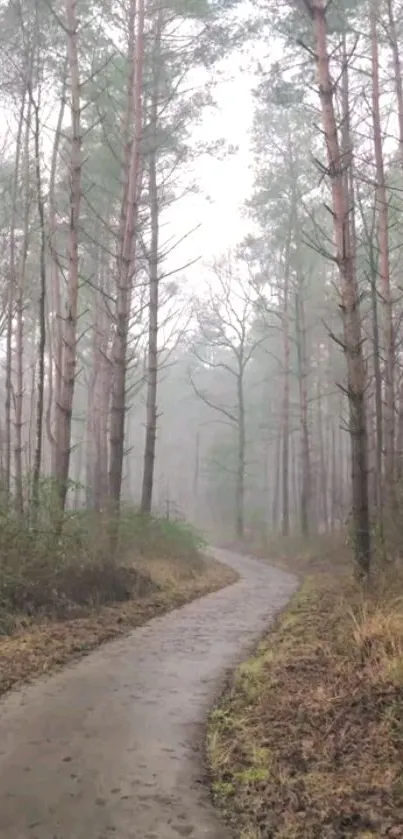 Misty forest path with tall trees and soft fog.