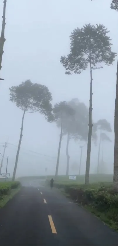 Misty forest road with tall trees fading into fog.