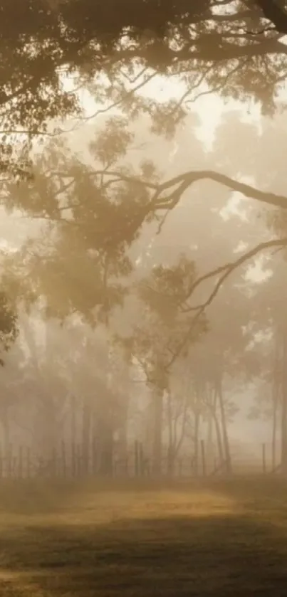 Misty forest wallpaper with sunlit branches and warm tones.