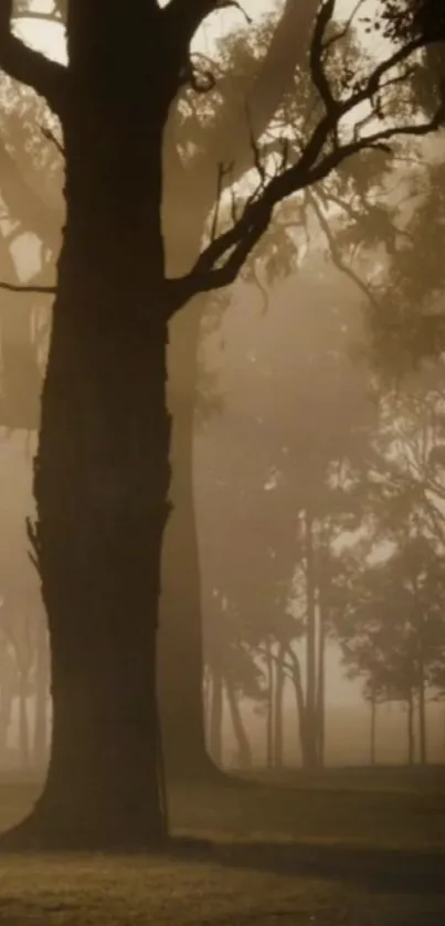 Misty forest scene with tall trees and soft lighting creating a serene atmosphere.