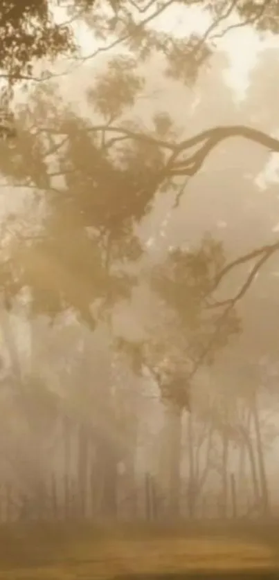 Misty forest with sunlight streaming through trees, creating a serene scene.