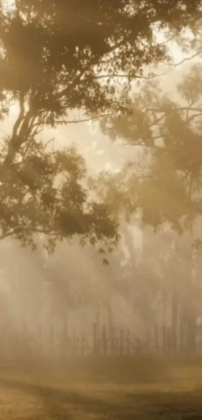 Misty forest with sun rays filtering through trees.