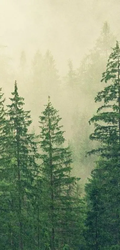 Misty evergreen forest with lush green trees.