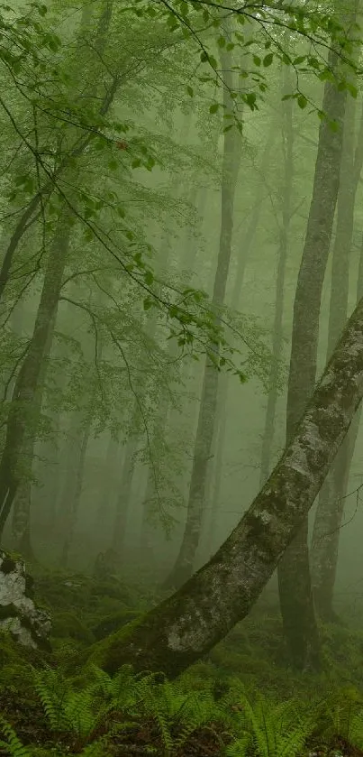 Serene misty forest with tall trees and gentle fog.