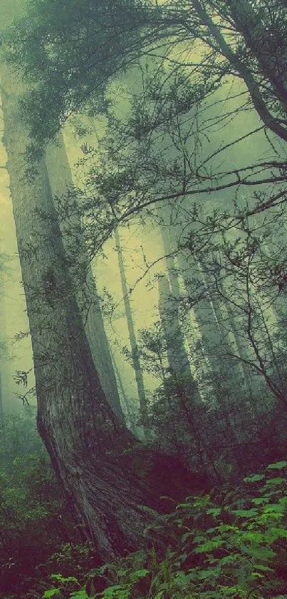 Misty forest with tall trees in serene green hues.