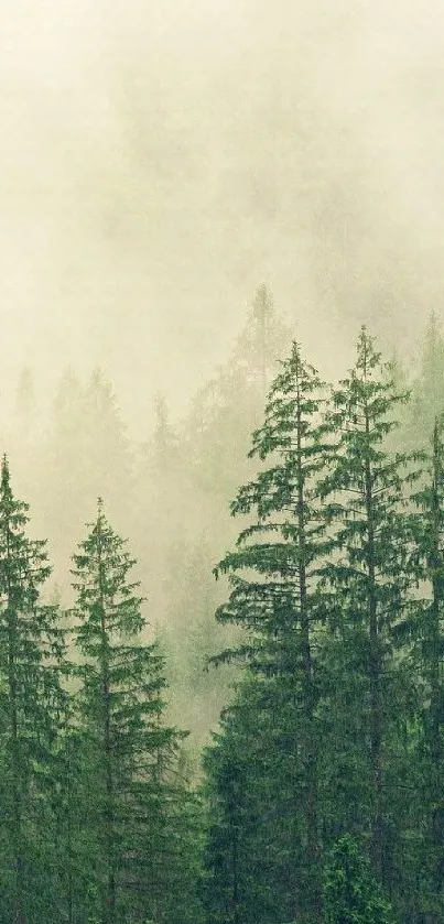 Misty green forest wallpaper with pine trees in fog.