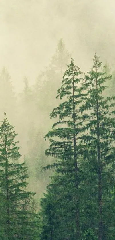 Misty forest wallpaper with green pines.