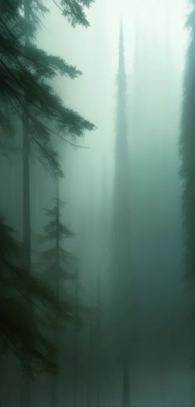 Misty forest wallpaper with tall trees in serene green mist.