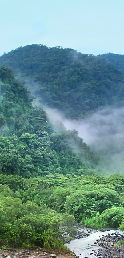 A misty forest landscape with lush greenery and a serene atmosphere.