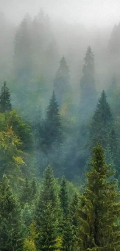 Misty forest with tall green trees and fog.