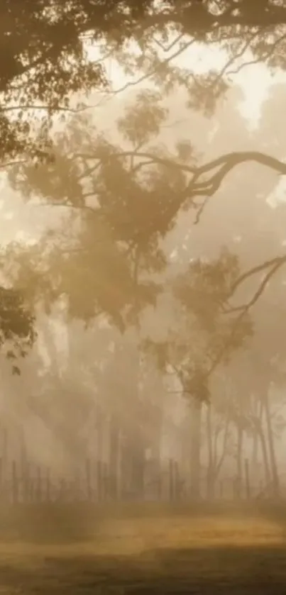 Misty forest with sunlight filtering through tree branches, creating a tranquil scene.