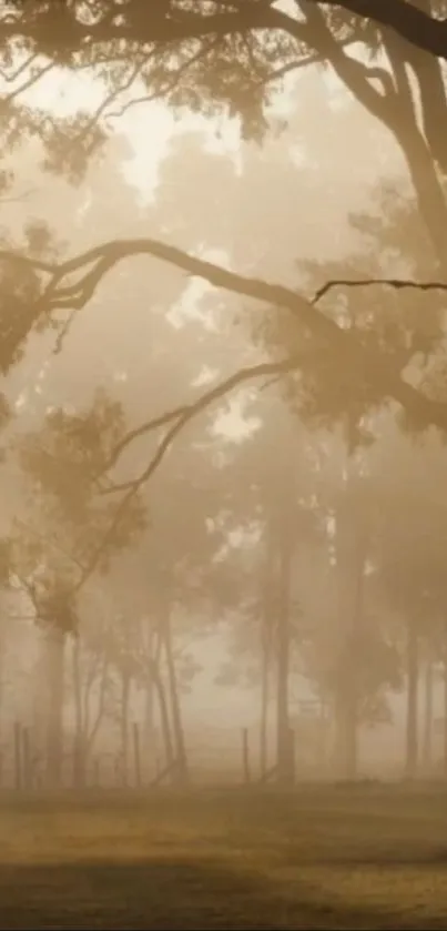 Misty forest with sunlight filtering through trees, creating a serene ambiance.