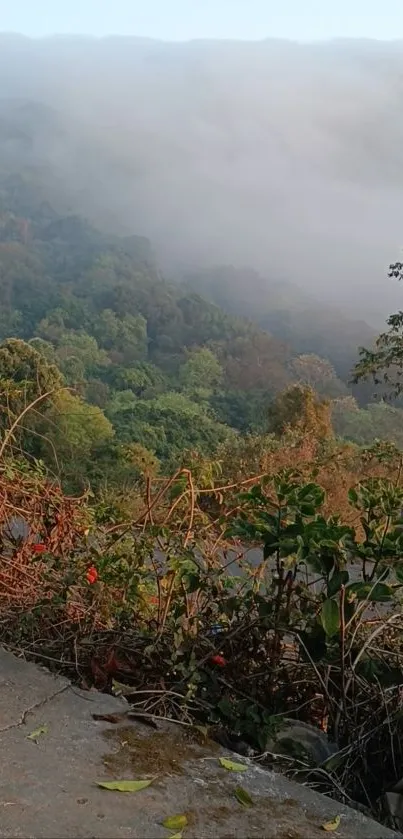 Misty forest with lush green trees and serene atmosphere.