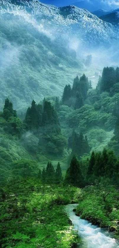 Tranquil misty forest landscape with lush greenery and fog.