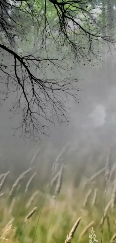 Tranquil misty nature scene with trees and grass.