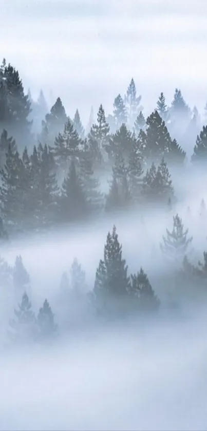 Misty pine forest wallpaper with serene blue-gray mist.