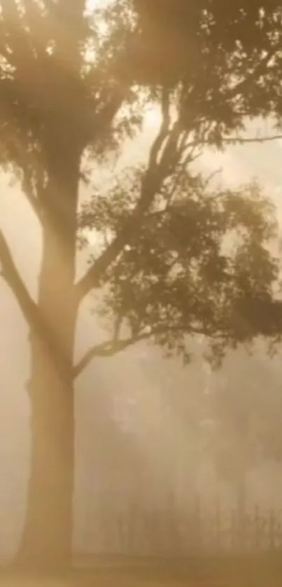 Misty morning with a tree silhouetted against golden sunlight, creating a serene view.