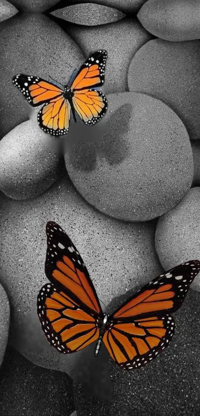 Vibrant monarch butterflies on smooth gray stones.