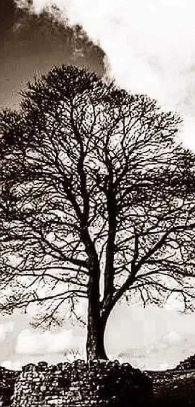 Black and white wallpaper of a solitary tree against a dramatic sky.