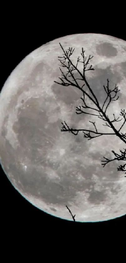 Moon and branches on a dark night creating a serene and calming mobile wallpaper backdrop.