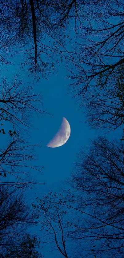 Crescent moon in a tranquil blue forest sky viewed through silhouetted trees.