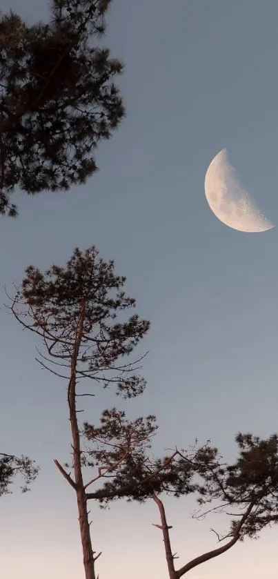 Moonlit forest with silhouetted trees at dusk.