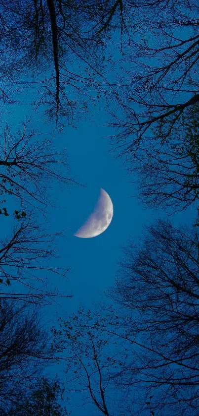 Crescent moon and trees against a blue sky.