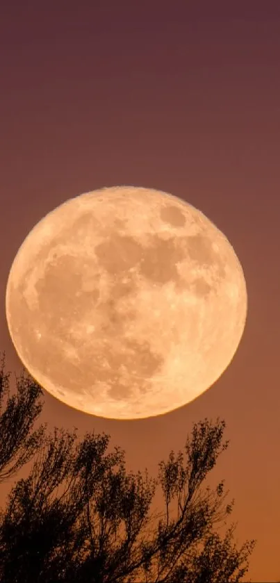 A full moon rises in a serene evening sky above silhouetted trees.