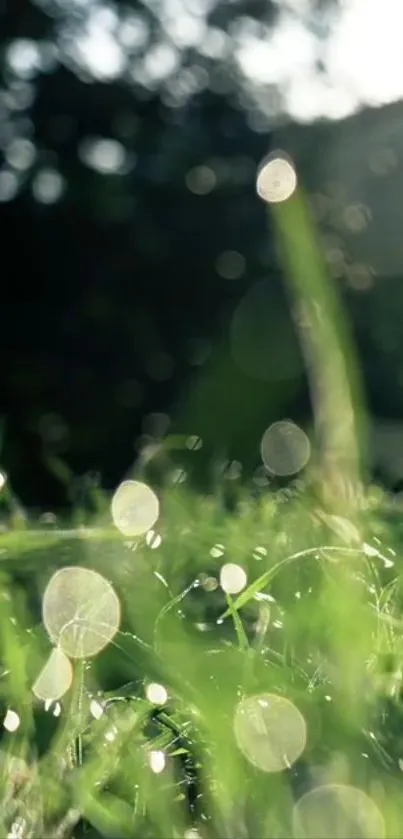 Morning light on dewdrops and grass with a soft bokeh background.