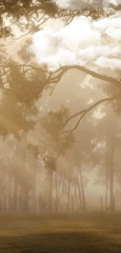 Serene morning forest scene with sunlight and misty trees.