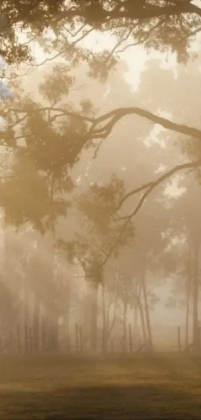 Misty forest scene with soft morning light and trees.