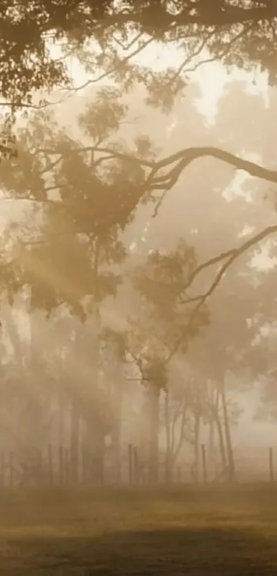 Golden misty forest with sunlight streaming through trees.