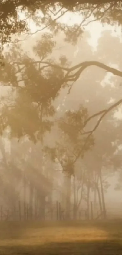 Serene forest wallpaper with morning light filtering through misty branches.