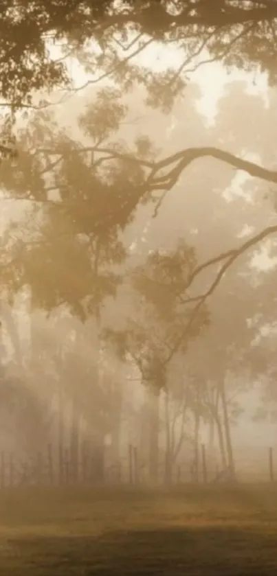 Misty morning forest with soft sunlight and serene atmosphere.