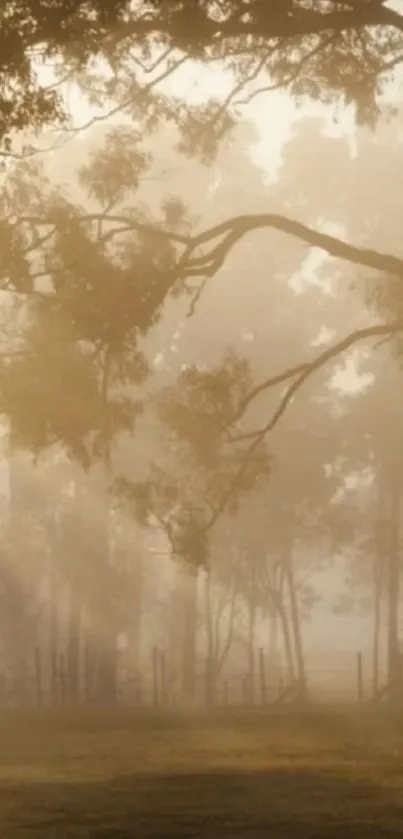 Misty morning forest with soft sunlight filtering through trees.