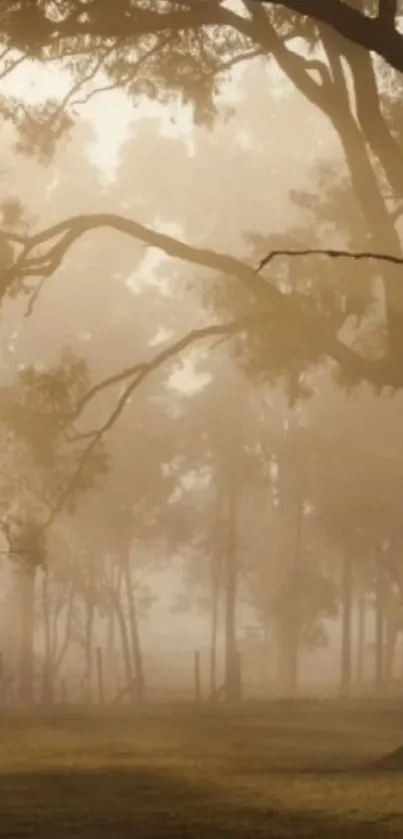 Misty forest wallpaper with morning fog and trees.