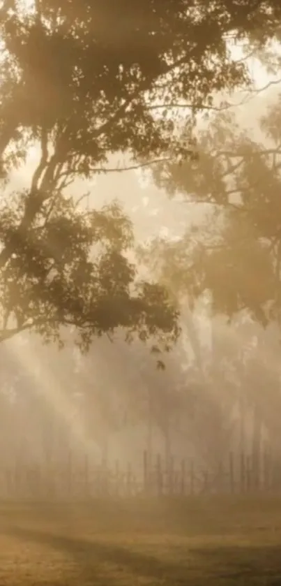 Tranquil forest with morning light filtering through trees