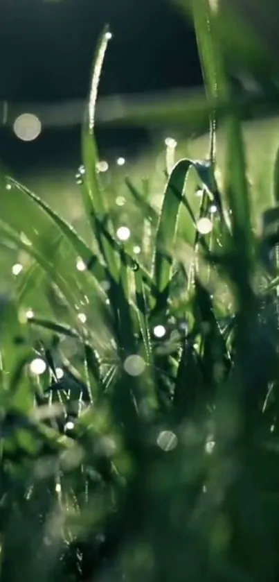 Morning grass with dewdrops, serene and lush green.