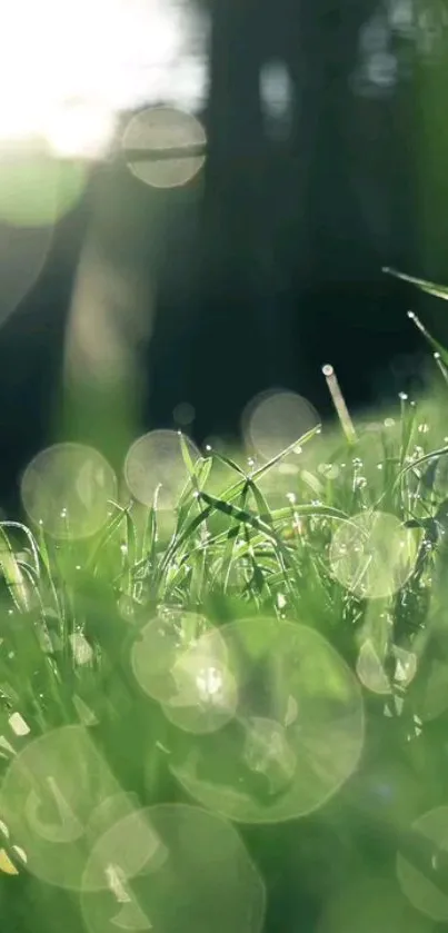 Close-up of dew on grass with morning light.