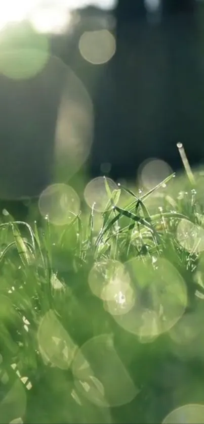 Close-up of vibrant green grass with morning dew and bokeh effect.