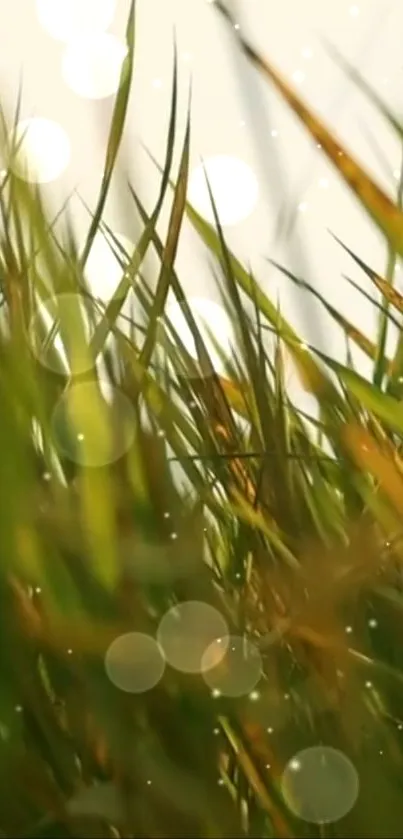 Dewy grass blades in morning sunlight