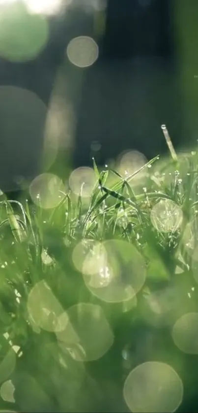 Dew-covered morning grass with bokeh effect in soothing green tones.