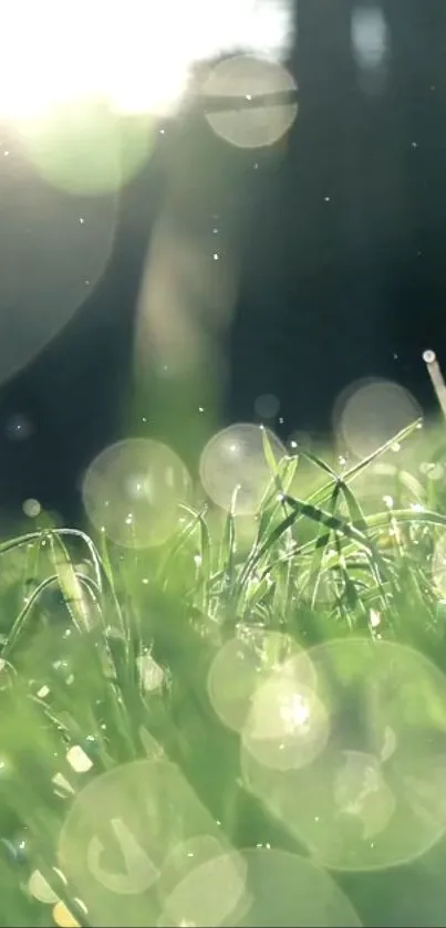 Dewy grass in morning light with serene natural bokeh effects.