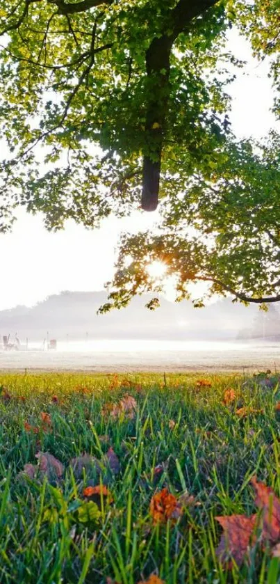 Sunlit trees and grass in a serene landscape.